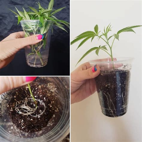 should i grow two clones in the same bag|clones for garden plants.